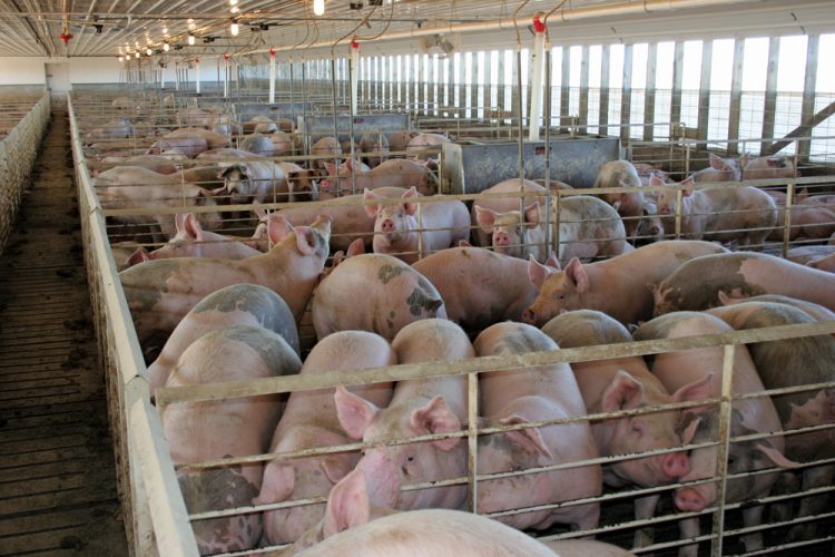 Pigs in pens in industrial barn