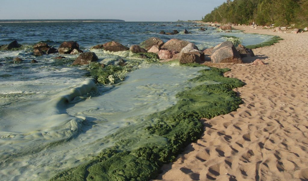 image of thick foamy green algae on beach