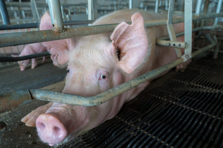 image of a sow's face looking through bars of gestations stall